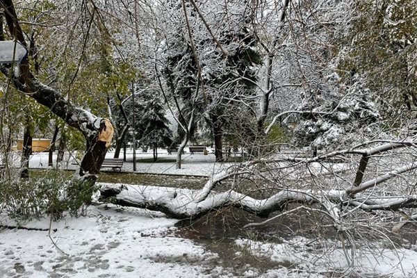 Стотици паднали дървета в Благоевград.