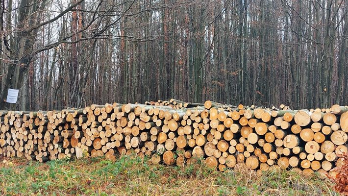 Количеството е почти двойно в сравнение със същия период на предходната календарна година.
Снимка: СЦДП - Габрово