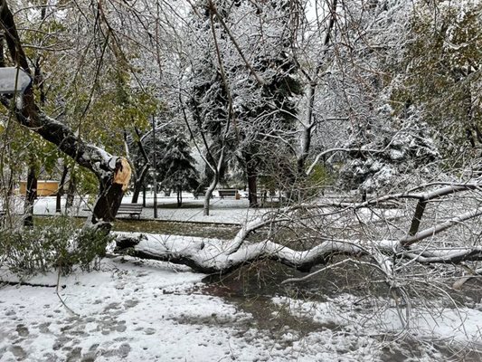 Стотици паднали дървета в Благоевград.