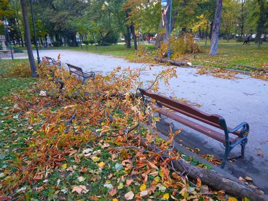 Прекършени дървета в Цар-Симеоновата градина. Снимка:Facebook/Забелязано в Пловдив - Seen in Plovdiv