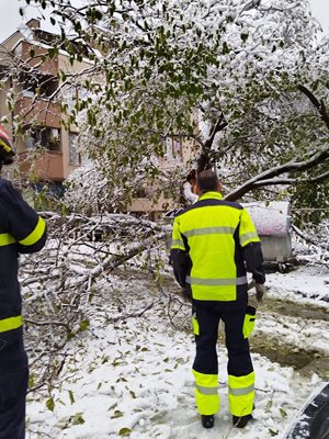 Стотици паднали дървета  в Благоевград. СНИМКА: Фейсбук Румяна Кръстева