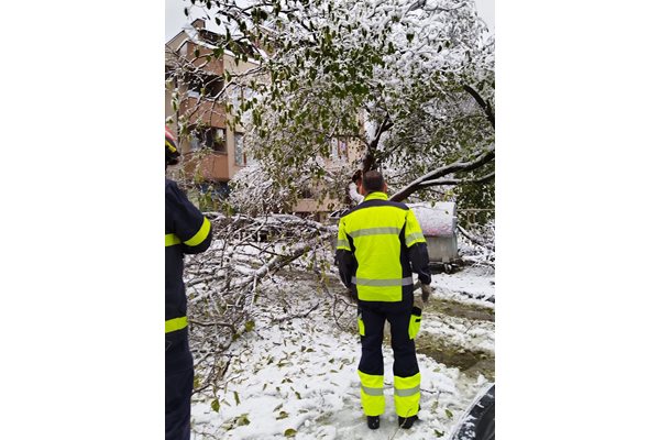 Стотици паднали дървета  в Благоевград. СНИМКА: Фейсбук Румяна Кръстева