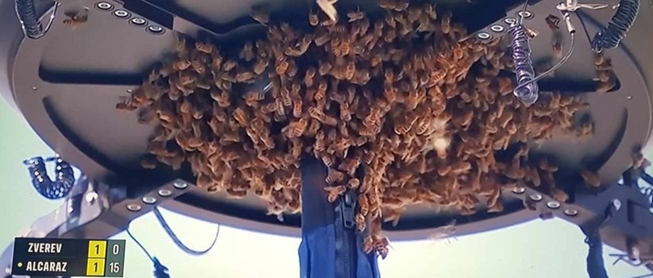 Парадокс! Пчели атакуваха турнира в Индиън Уелс, изгониха Алкарас и Зверев (Видео)