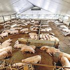 Директивата за емисиите, която причислява свиневъдните ферми към големите замърсители, е заплаха за продоволствената сигурност