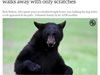 Канадец пребори черна мечка, благодарение на боксовите си умения