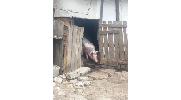 Жители на силистренски села колят прасетата заради риск от зараза.