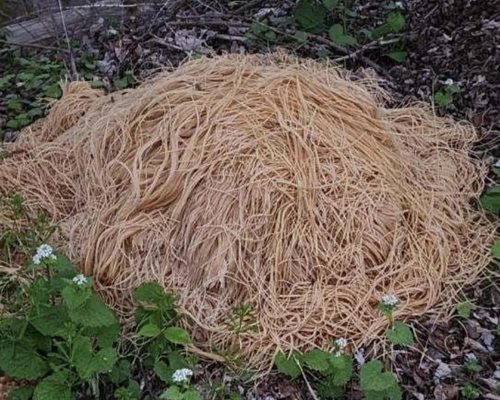 Стотици килограми спагети бяха мистериозно изхвърлени в гора Снимка: Twitter/@worrystonee
