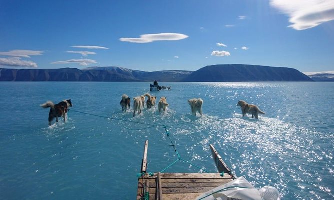 Изумителна снимка от Гренландия показва кучета, тичащи по  вода от разтопени  ледове заради необичайно топлото време.  СНИМКА: ИНСТАГРАМ
