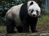 Почина най-старата панда в света (Снимки)