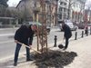 Разкрасяват с декоративни дървета новия булевард "В. Априлов" в Пловдив