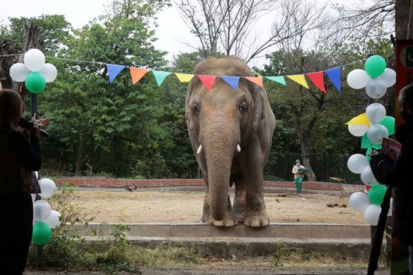 "Най-самотния слон в света" Кааван в Пакистан СНИМКА: РОЙТЕРС