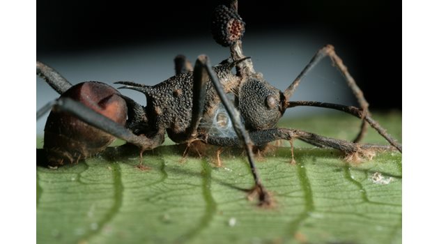 Гъба зомбира мравки. Живее от прецизно контролираната им смърт