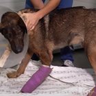 Изтезаваното куче Мечо на преглед при ветеринар СНИМКА: ANIMAL RESCUE SOFIA