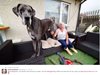 Вижте кое е най-голямото куче в света (Галерия)