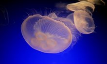 Първа помощ срещу летни рискове - слънчев удар, ужилване от медуза, убождане от морски таралеж