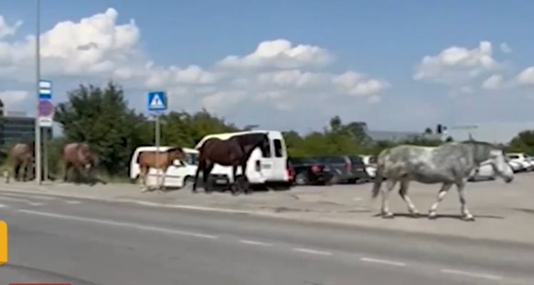 Волни коне се разхождат между колите по оживен булевард в София