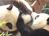 Пандите близнаци в мадридския зоопарк отпразнуваха втория си рожден ден