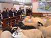 Френска асоциация ще представи нови породи овце на изложението в Сливен 2016