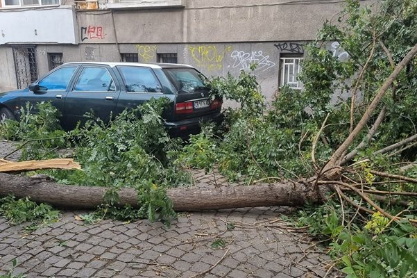 Дърво блокира квартална улица в Пловдив. Снимка: Facebook/Забелязано в Пловдив (0fficial)