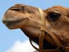 Дисквалифицират камили от конкурс за красота заради ботокс