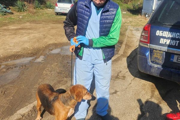 Бездомно куче бе предадено от Благоевград на Симитли.