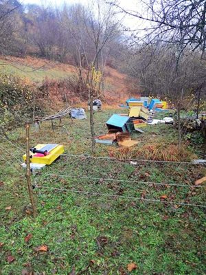 Миналата година в Могилица мечки разбиха пчелин.