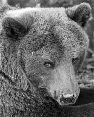 Починалата мечка Нада от парка край Белица.