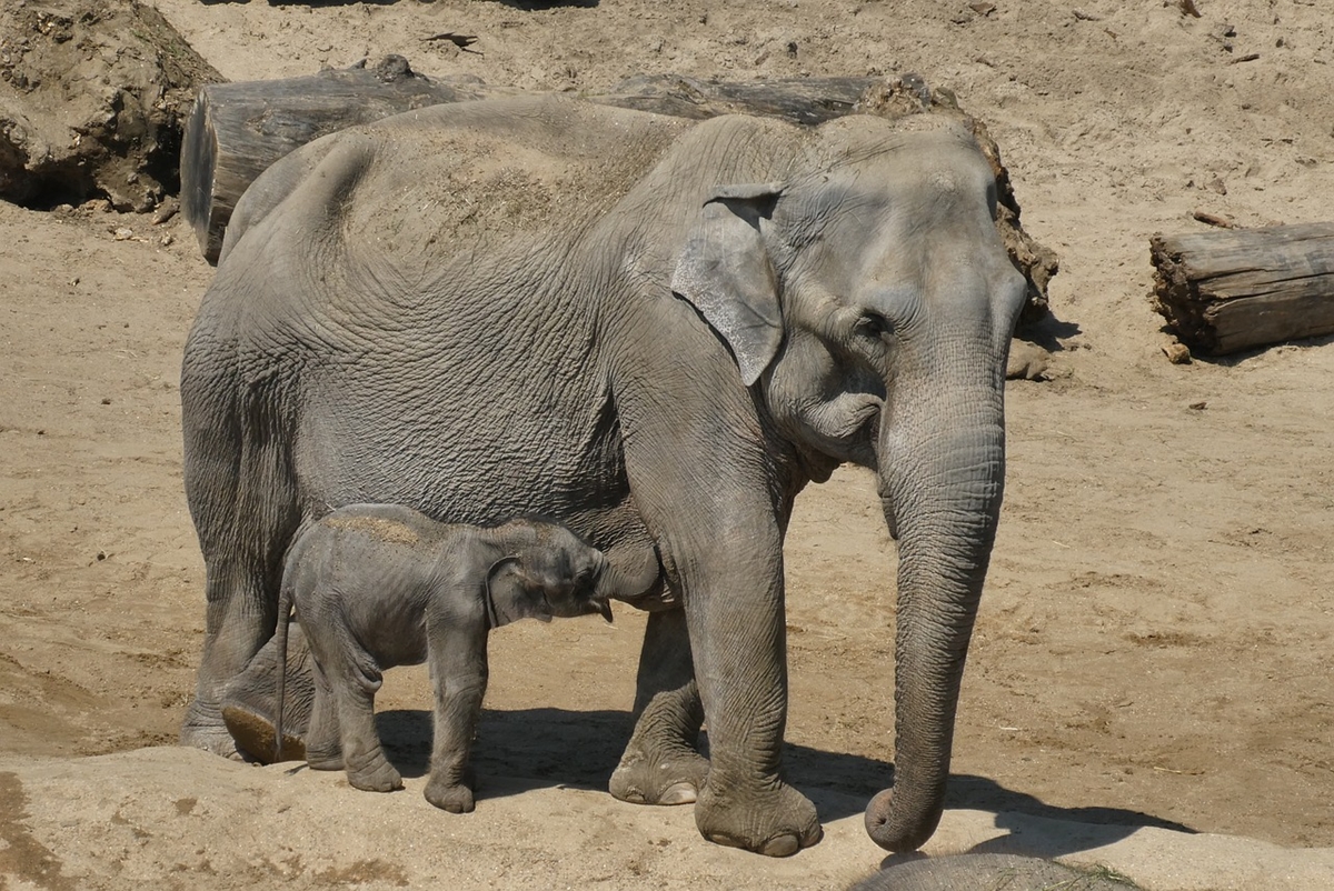 Азиатските слонове оплакват и погребват починалите си малки