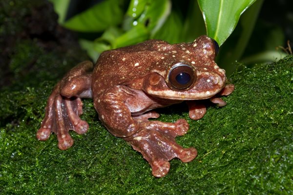 467 вида животни е заличил човекът само за 10 години