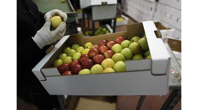 РЕКОРД: Заради многобройните болести, срещу които се пръскат, ябълките са с най-високо съдържание на пестициди.