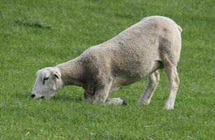 Наблюдавайте овцете за копитен гнилец и панарициум