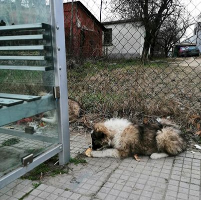 Напоследък зачестиха случаите на изоставени домашни любимци. 