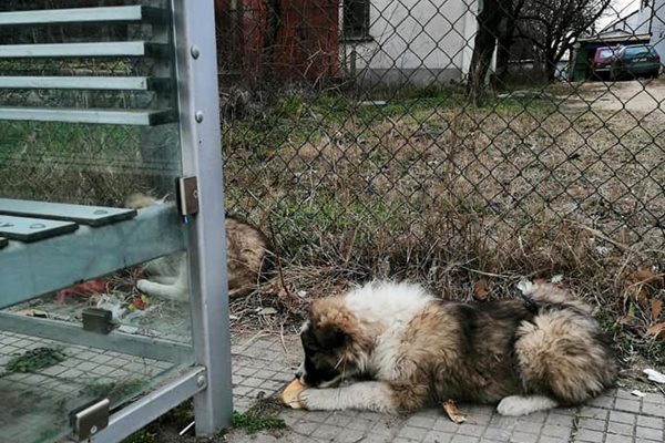 Напоследък зачестиха случаите на изоставени домашни любимци. 