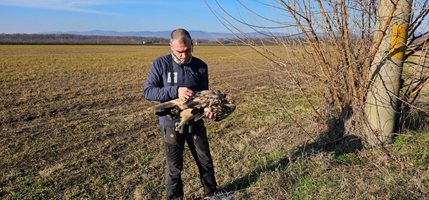 Млад царски орел е загинал вероятно от токов удар