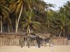 Нападенията в Кот д'Ивоар може да са били насочени срещу американска делегация