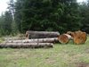 Даряват 1000 куб. м строителна дървесина на нуждаещите се от Хитрино