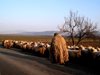Пастири в Русенско работят наети като роби