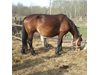 Купувач от Велинград измами с фалшиви евро собственик на кобила