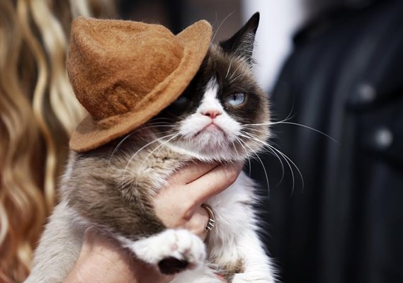 През май САЩ и светът се простиха с една от най-големите интернет знаменитости - Сърдитата котка, прочула се с намусеното си изражение. Снимка: Ройтерс