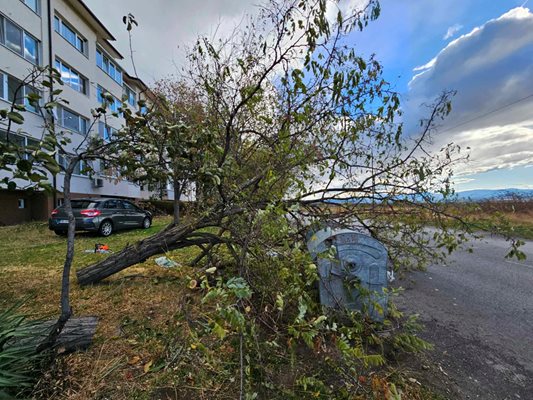 Бурята прекърши дървета в Сопот.