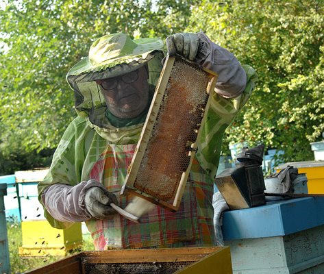 Пчеларите ще получат “де минимис” от 7 лв. на пчелно семейство.
