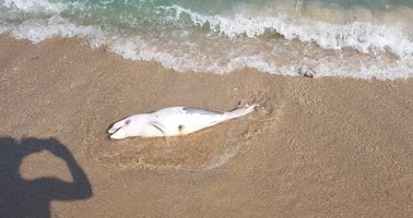 Мъртво бебе делфинче изплува на плажа във Варна