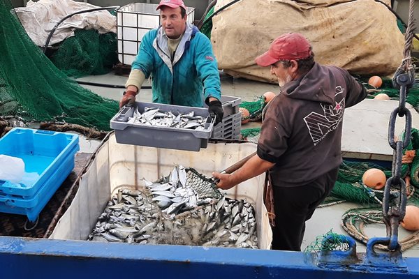 Риболовните кораби в Несебър се връщат пълни с чернокоп и сафрид. Снимки и видео: Тони Щилиянова