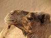 Учени създадоха сензор за влажност, вдъхновен от носовете на камилите