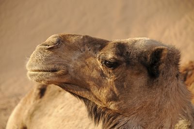 Камилите умеят да намират какво да пият в огромната пустиня с помощта на носовете си, които са отлични детектори на влага. СНИМКА: Пиксабей