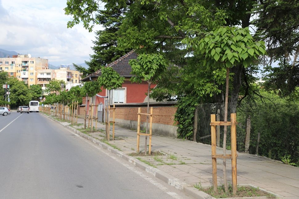 С грижа за градската среда - нови дървета, засадени по програмата в Златица
