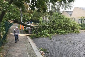 Паднало дърво Снимка: Архив