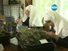Монахини отглеждат марихуана в Калифорния (видео)