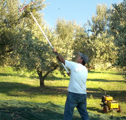 Янис от Комотини брули с цургана маслините. С помощта на компресор уредът сваля по стотина плодчета наведнъж. 