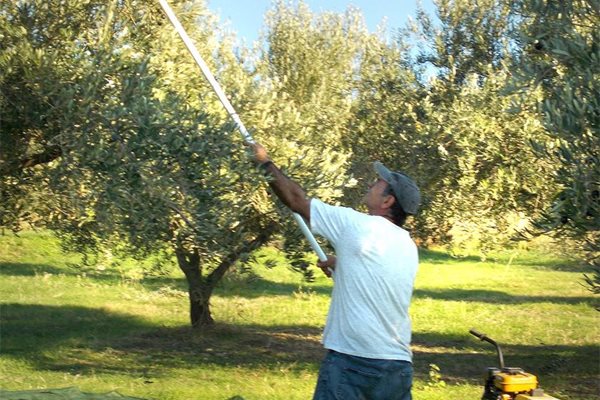 Янис от Комотини брули с цургана маслините. С помощта на компресор уредът сваля по стотина плодчета наведнъж. 